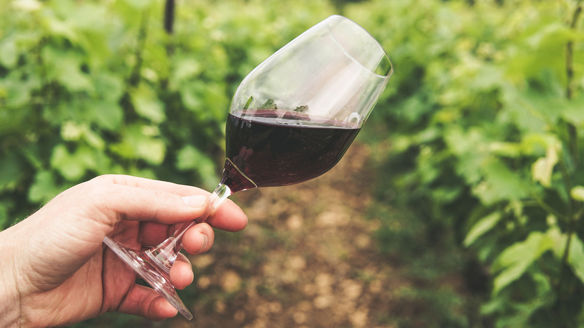 In Vino Curiositas: curiosità (che forse non sai) sul mondo del vino