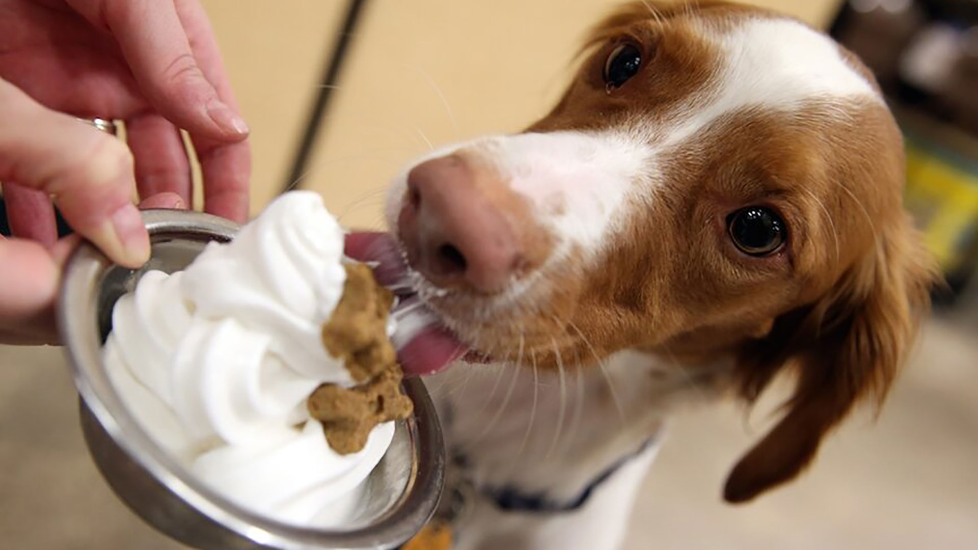 Come è fatto il gelato per cani