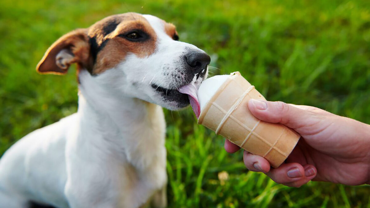 Gelaterie per cani: una fresca novità per i nostri amici a 4 zampe