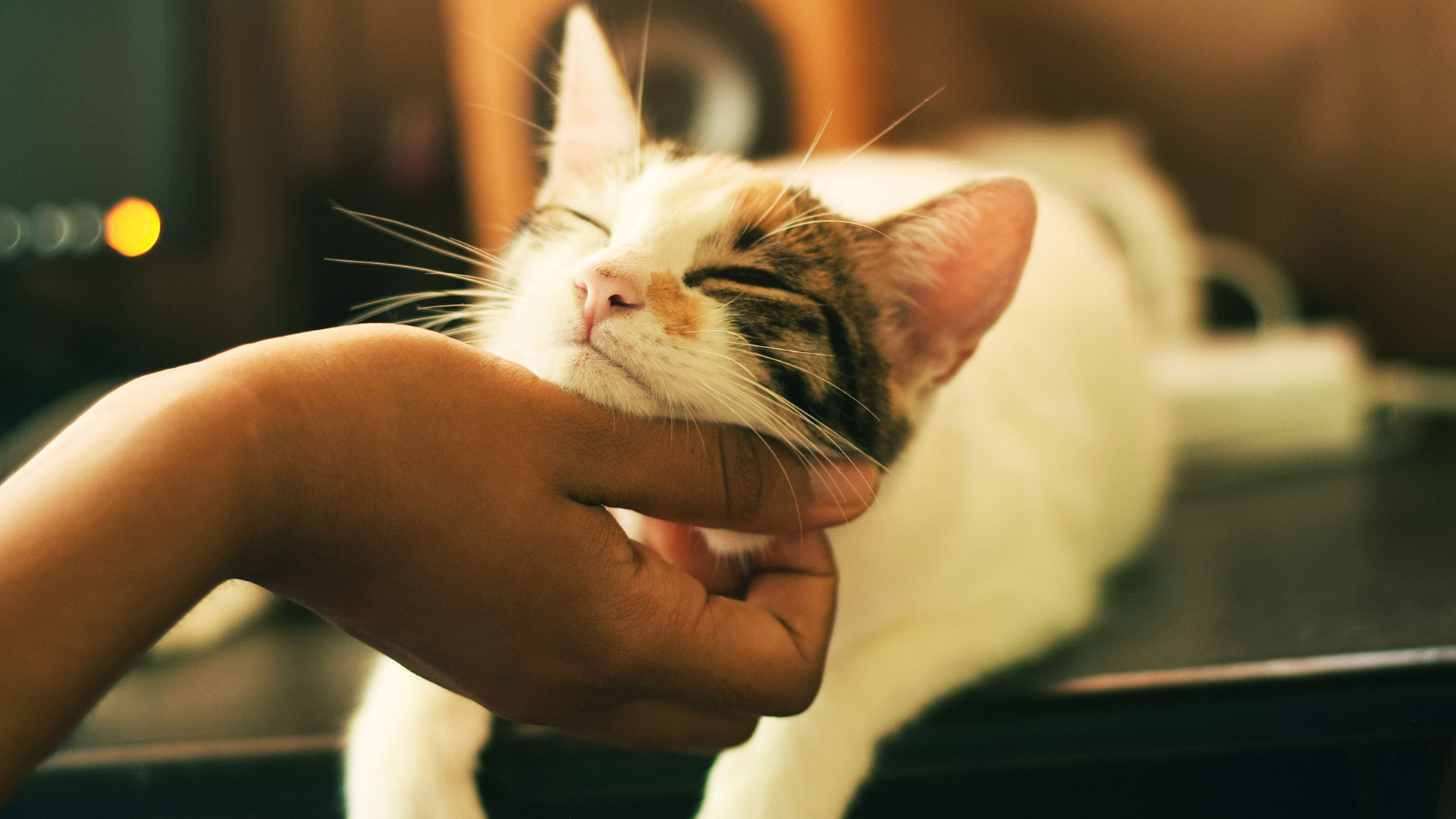 Le origini della pet therapy