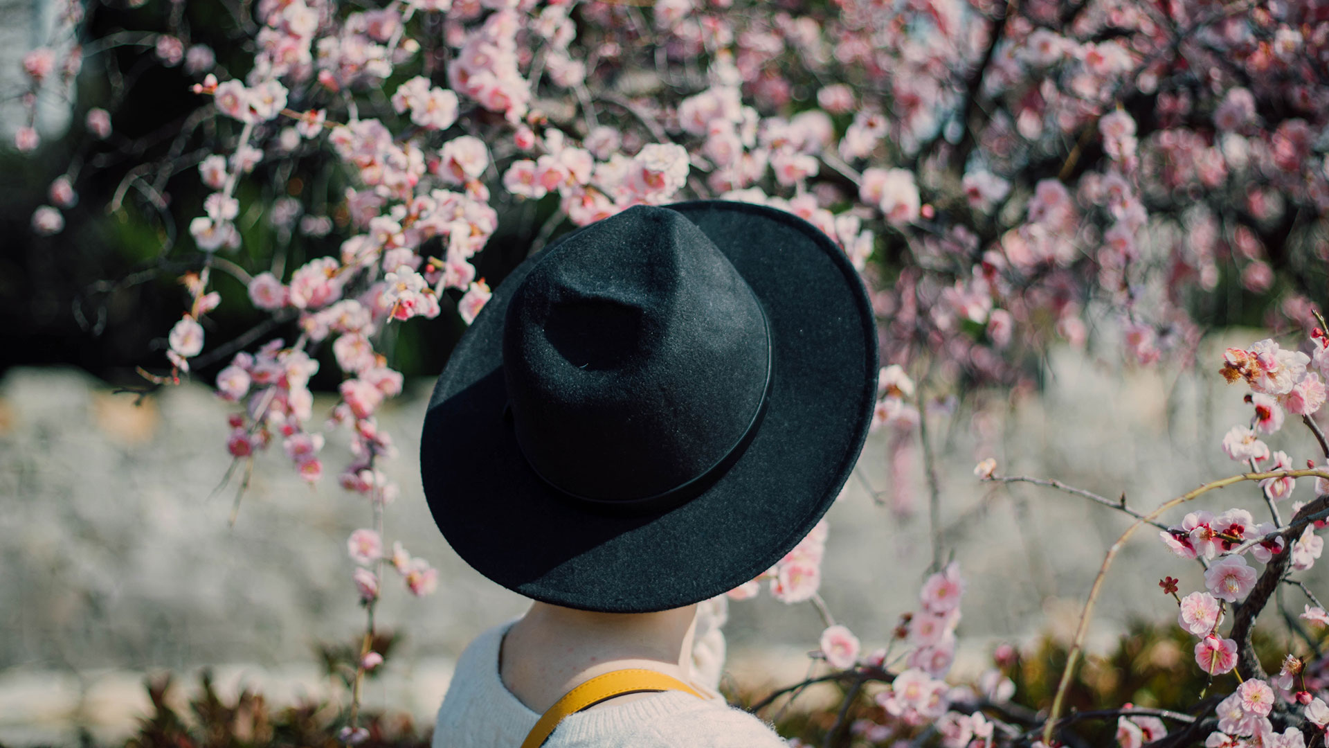 Alla scoperta dell'Hanami, arte giapponese di ammirare i fiori