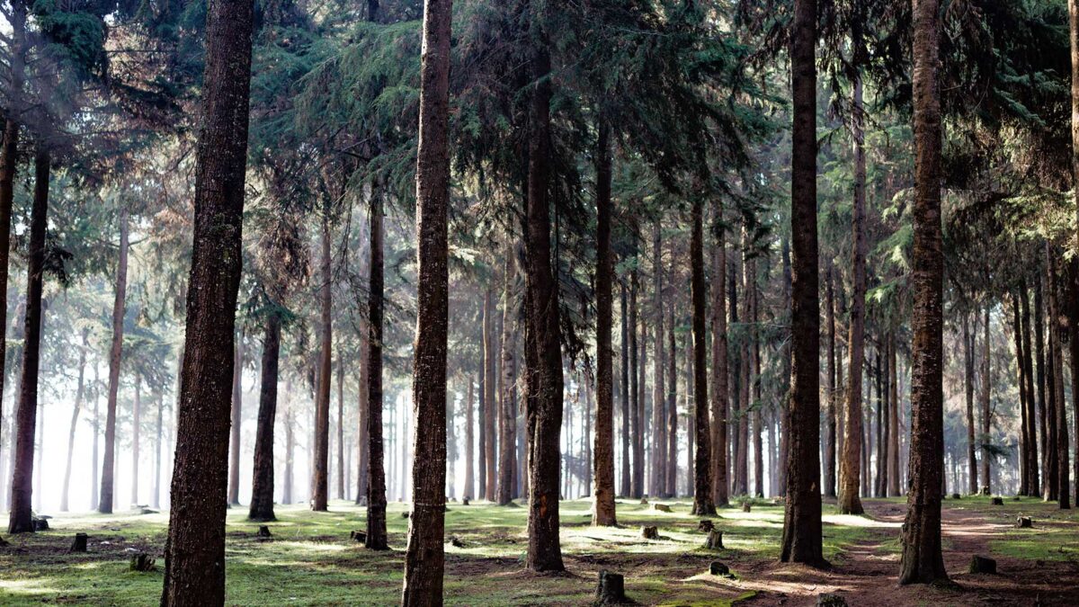 Batterie ricaricabili di legno, un'epocale invenzione dalla Scandinavia