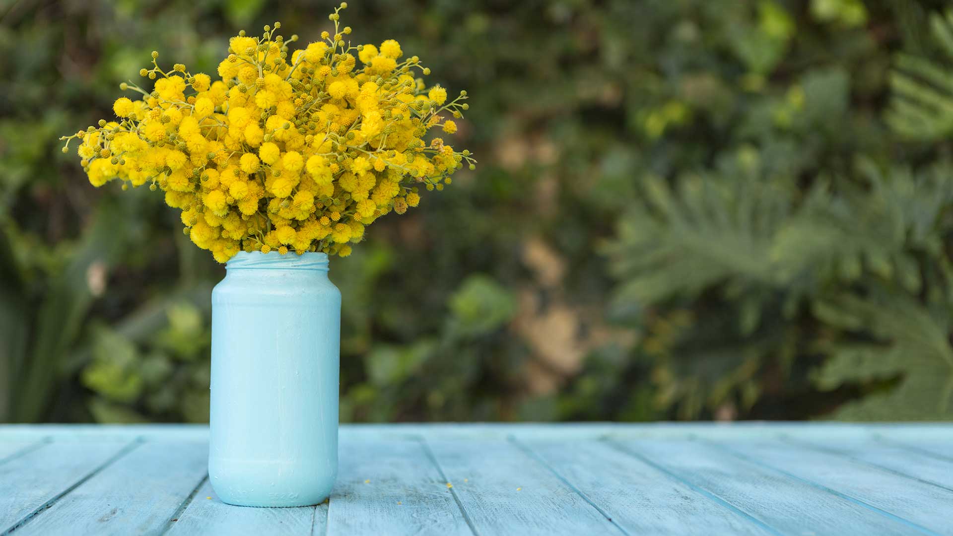 Festa della donna mimosa