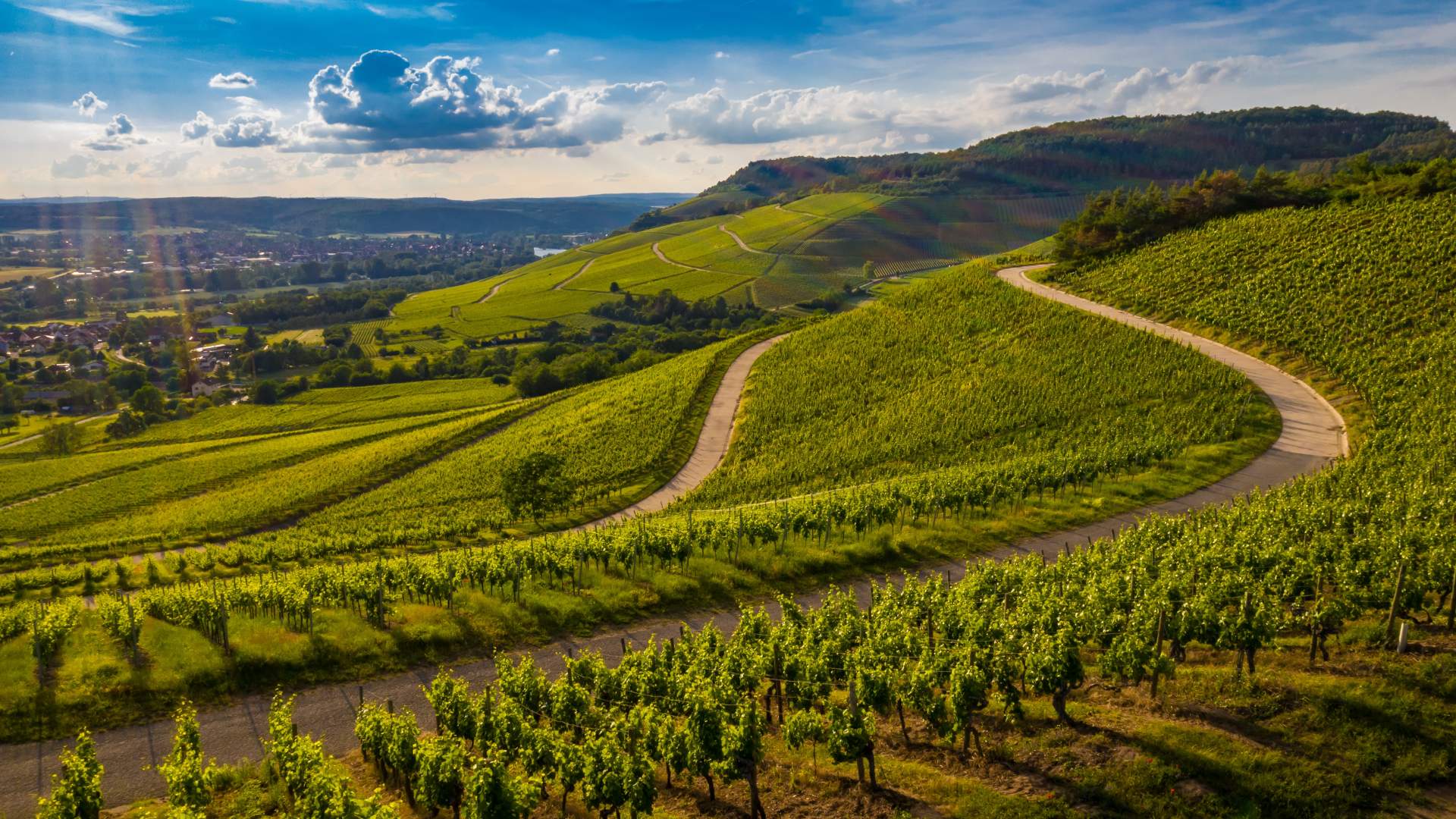 Viaggio nelle Langhe: ecco dove degustare i migliori vini